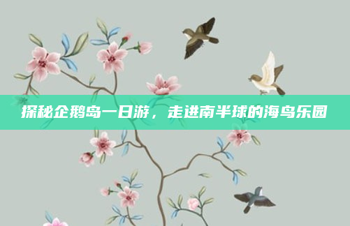 探秘企鹅岛一日游,走进南半球的海鸟乐园