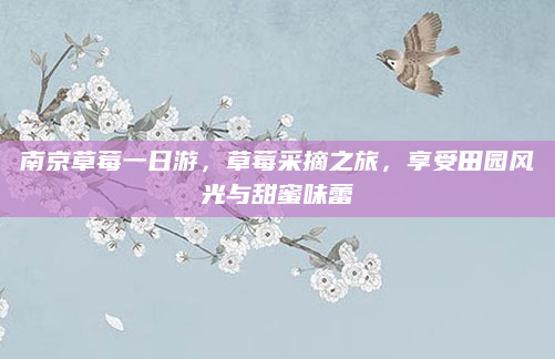 南京草莓一日游，草莓采摘之旅，享受田园风光与甜蜜味蕾