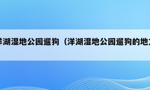 洋湖湿地公园遛狗（洋湖湿地公园遛狗的地方）